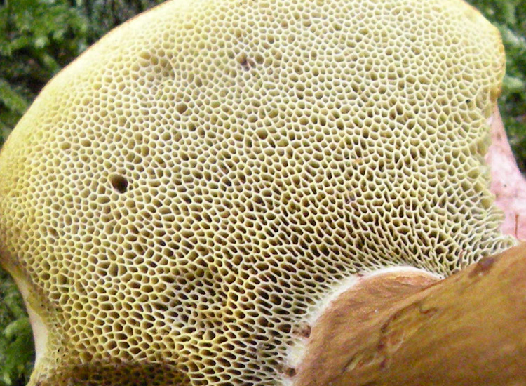 Xerocomus ferrugineus?